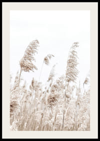Fotografia sušených trstien v béžových tónoch na pozadí jasnej oblohy-2