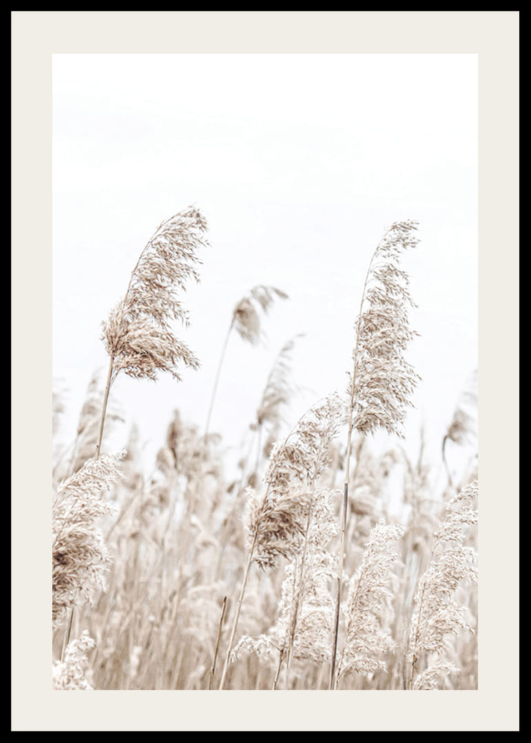 Fotografia sušených trstien v béžových tónoch na pozadí jasnej oblohy-12