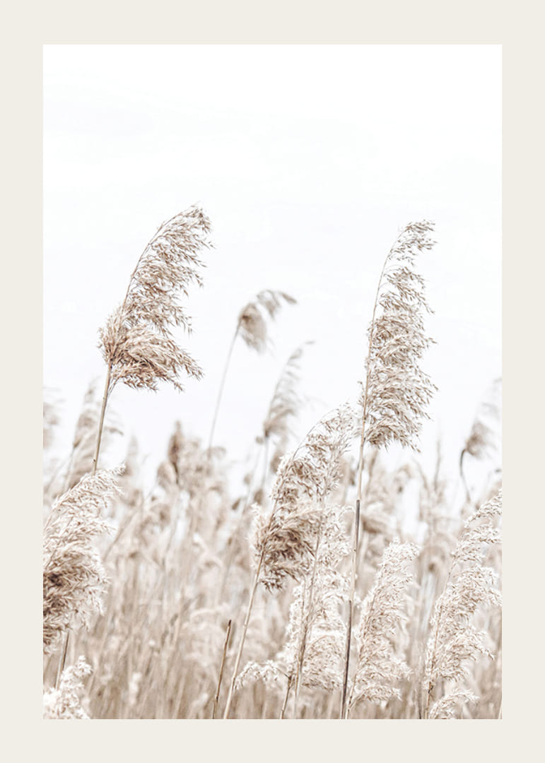 Fotografia sušených trstien v béžových tónoch na pozadí jasnej oblohy-12