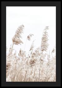Fotografia sušených trstien v béžových tónoch na pozadí jasnej oblohy-4