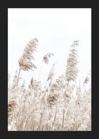 Fotografia sušených trstien v béžových tónoch na pozadí jasnej oblohy-5