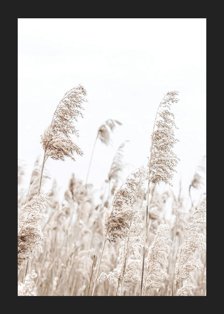 Fotografia sušených trstien v béžových tónoch na pozadí jasnej oblohy-12
