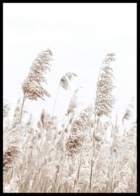 Boho Dried In Nature No5-2