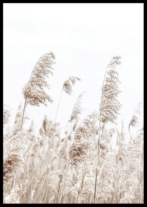 Boho Dried In Nature No5-12