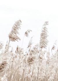 Boho Dried In Nature No5-3
