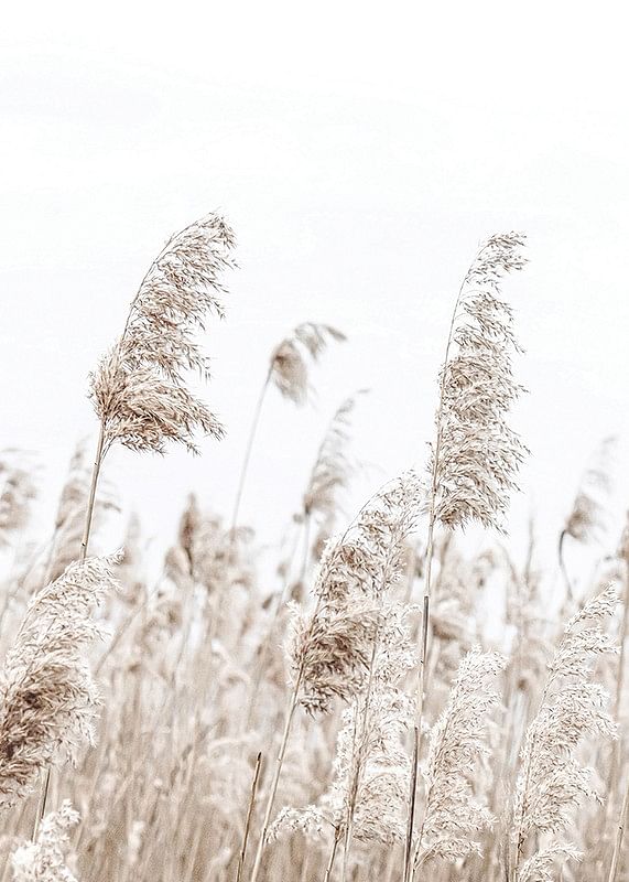 Boho Dried In Nature No5-12
