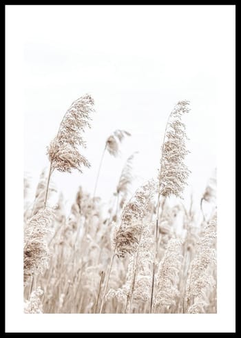 Poster Boho Dried In Nature No5