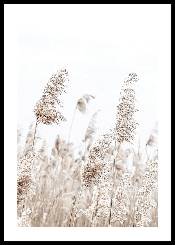 Boho Dried In Nature No5-12