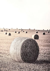 Photographic motif of hay bales in an open field in pale tones-7