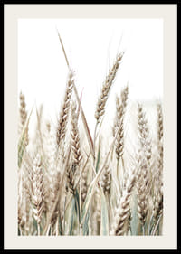 Nærbilde av gyldne maiskolber mot lys og hvit bakgrunn-2