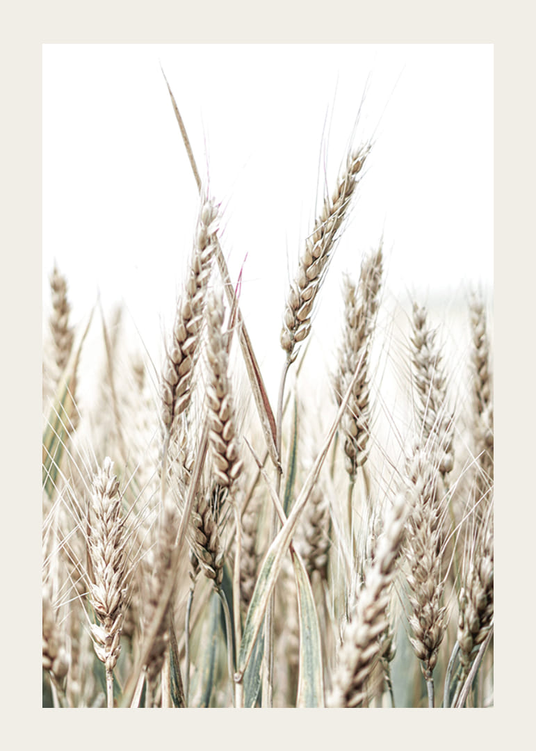 Nærbilde av gyldne maiskolber mot lys og hvit bakgrunn-12