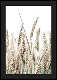 Close-up of golden ears of corn against light and white background-4