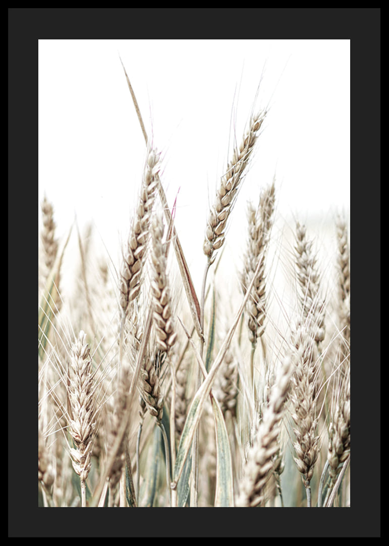 Nærbilde av gyldne maiskolber mot lys og hvit bakgrunn-12