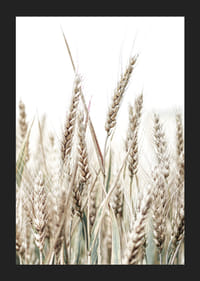 Nærbilde av gyldne maiskolber mot lys og hvit bakgrunn-5