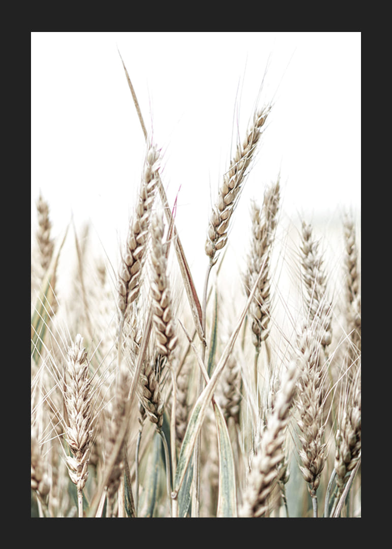 Nærbilde av gyldne maiskolber mot lys og hvit bakgrunn-12