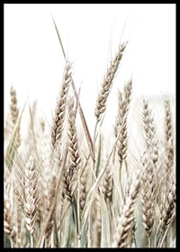 Close-up of golden ears of corn against light and white background-6