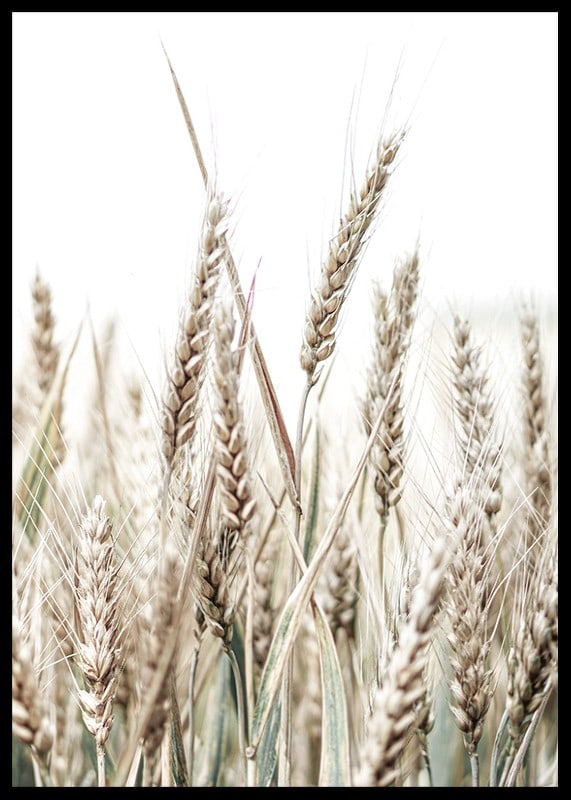 Close-up of golden ears of corn against light and white background-12