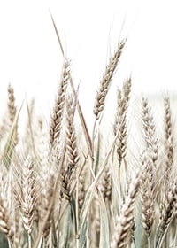 Close-up of golden ears of corn against light and white background-7