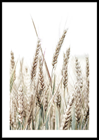 Close-up of golden ears of corn against light and white background-0