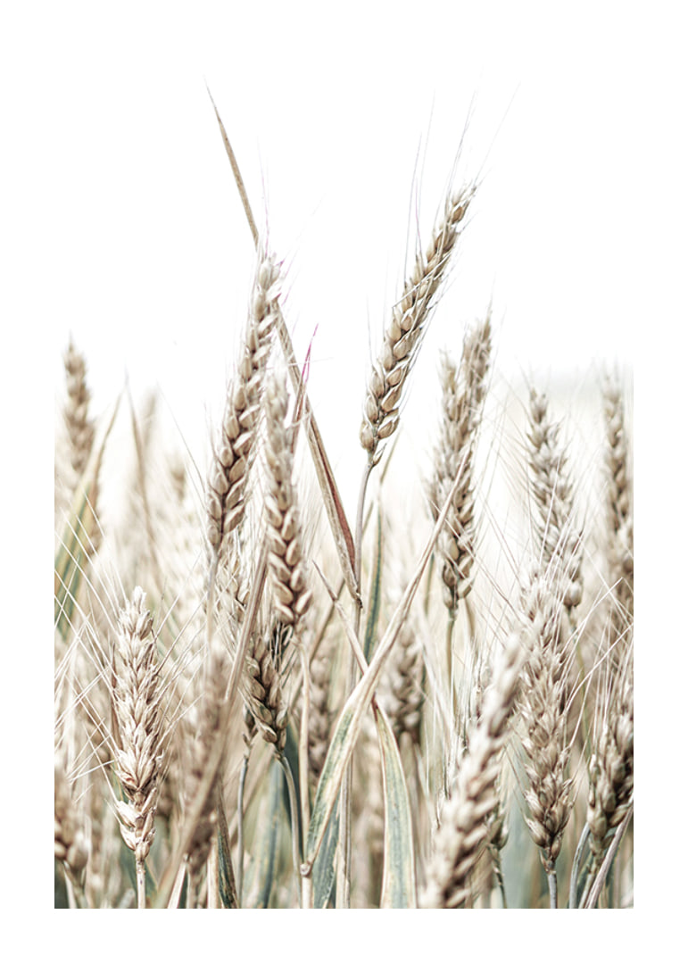 Close-up of golden ears of corn against light and white background-12