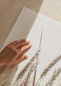 Close-up of golden ears of corn against light and white background-9