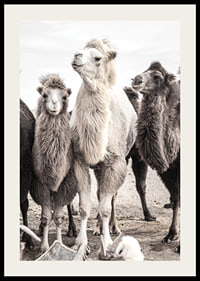 Photographic close-up of three camels in light and dark tones-2