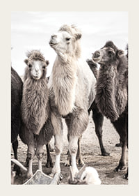 Photographic close-up of three camels in light and dark tones-3
