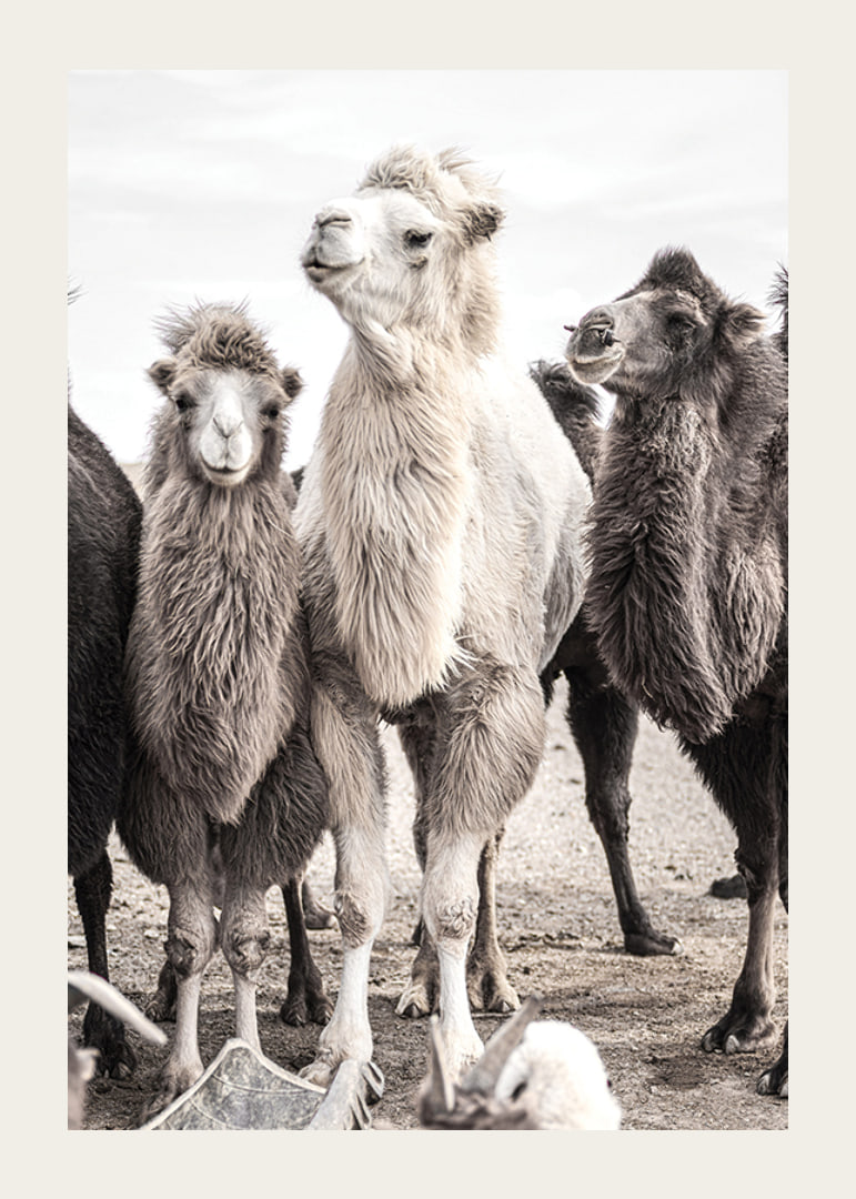 Photographic close-up of three camels in light and dark tones-12
