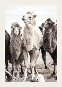 Fotografische close-up van drie kamelen in lichte en donkere tinten-3