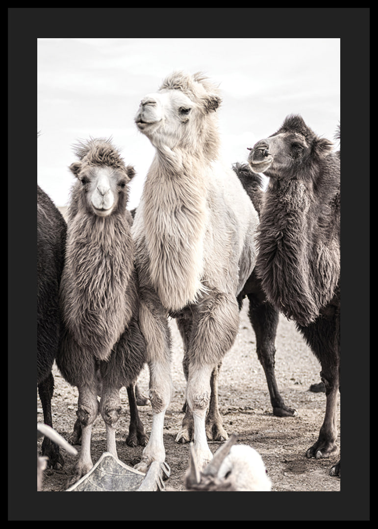 Photographic close-up of three camels in light and dark tones-12