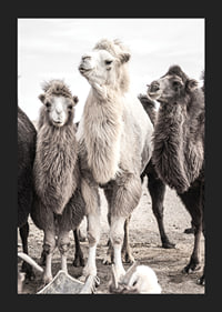 Photographic close-up of three camels in light and dark tones-5