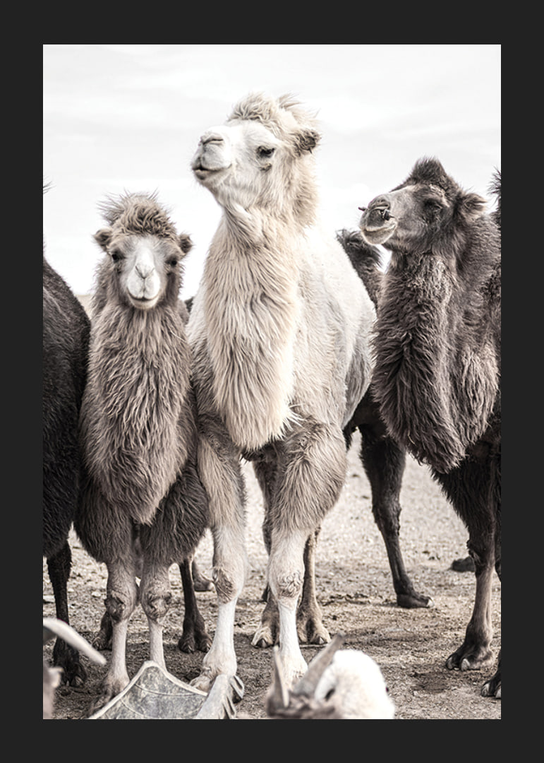 Photographic close-up of three camels in light and dark tones-12