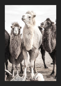 Fotografische close-up van drie kamelen in lichte en donkere tinten-5