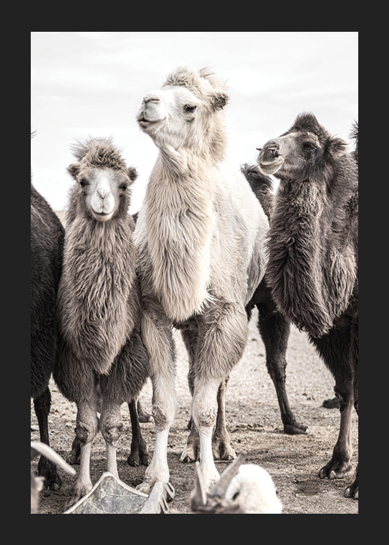 Fotografische close-up van drie kamelen in lichte en donkere tinten-12