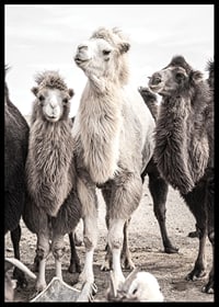 Photographic close-up of three camels in light and dark tones-6