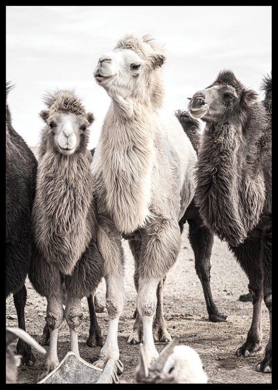 Photographic close-up of three camels in light and dark tones-12