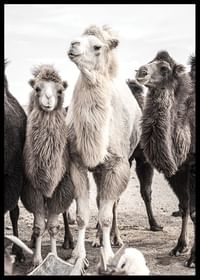 Camels-2