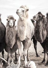 Photographic close-up of three camels in light and dark tones-7