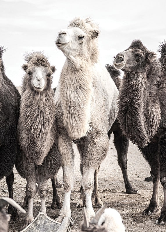 Photographic close-up of three camels in light and dark tones-12