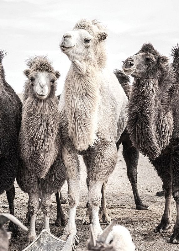 Camels-12