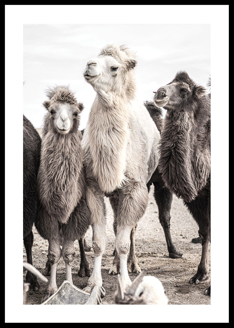 Photographic close-up of three camels in light and dark tones-12