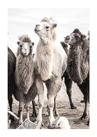 Photographic close-up of three camels in light and dark tones-1