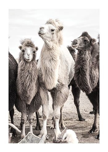 Poster Camels