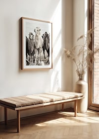 Photographic close-up of three camels in light and dark tones-8