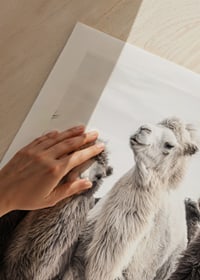 Photographic close-up of three camels in light and dark tones-9