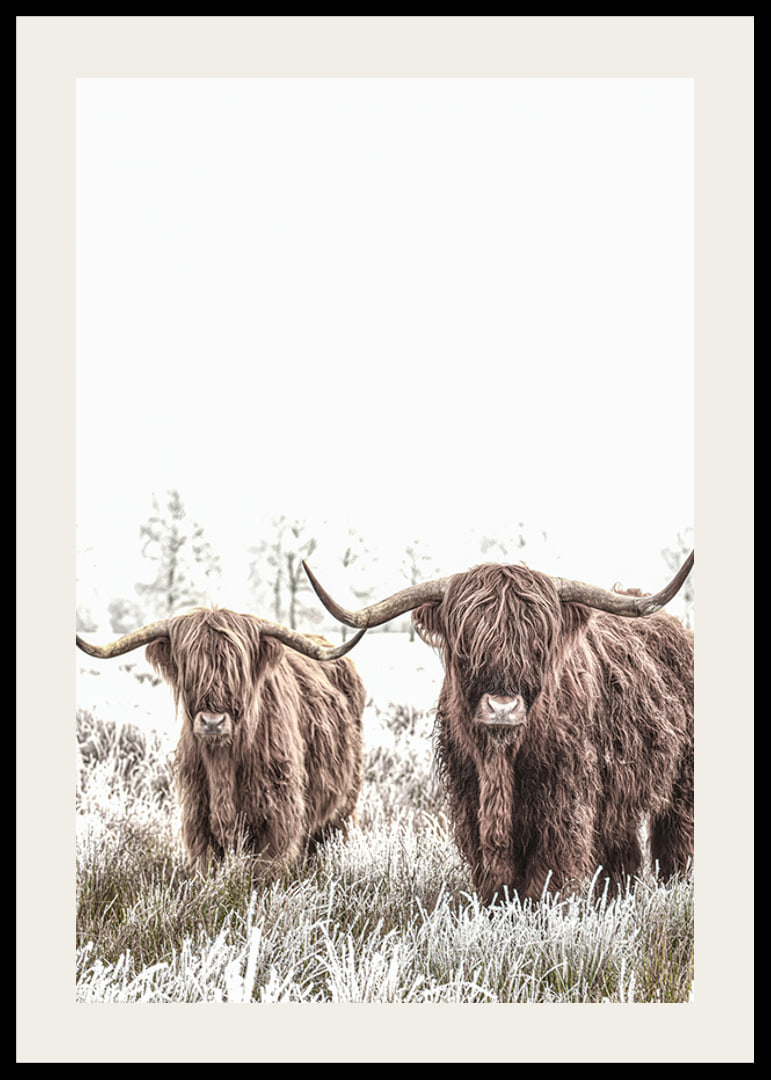 Two highland cows with long horns in frosty landscape-12