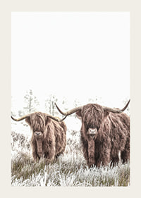 Two highland cows with long horns in frosty landscape-3
