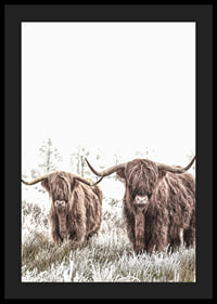 Two highland cows with long horns in frosty landscape-4