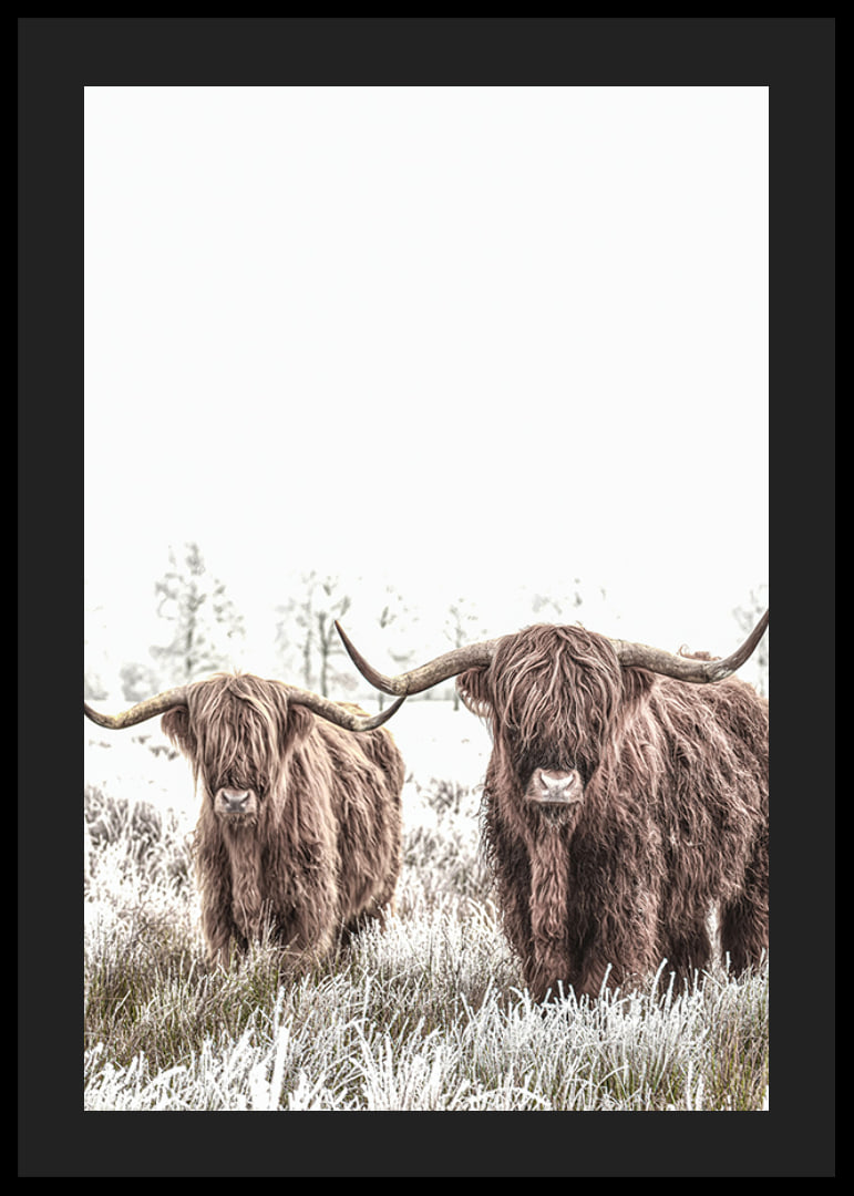 Two highland cows with long horns in frosty landscape-12