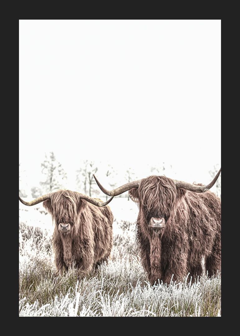 Two highland cows with long horns in frosty landscape-12